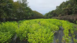 이지은님의 들깨 · 영농일지 작성글 사진