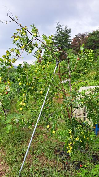 주윤발이님의 기타작물 · 영농일지 작성글 사진