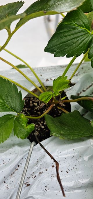 백암제이하우스님의 딸기 · 영농일지 작성글 사진