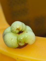 팜모닝 기타작물·영농일지 게시글 이미지