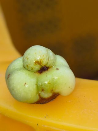 쌍둥이네농장님의 기타작물 · 영농일지 작성글 사진