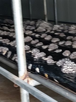 임영택님의 기타작물 · 영농일지 작성글 사진