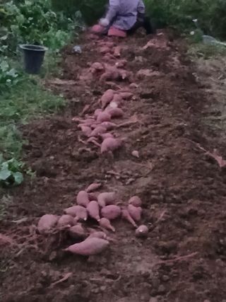 파키드&움메님의 고구마 · 영농일지 작성글 사진