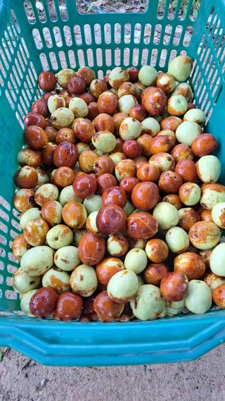 주윤발이님의 기타작물 · 영농일지 작성글 사진