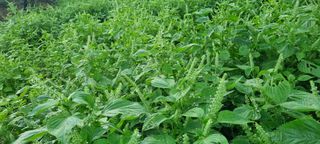 벼3583님의 기타작물 · 영농일지 작성글 사진