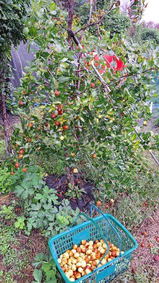 주윤발이님의 기타작물 · 영농일지 작성글 사진