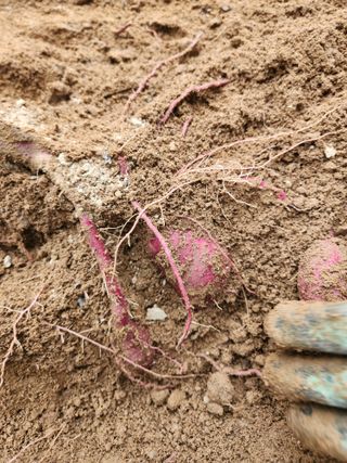 김영옥님의 기타작물 · 영농일지 작성글 사진