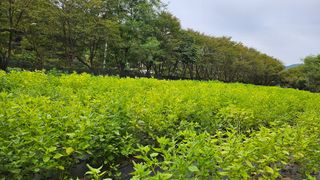 이지은님의 들깨 · 영농일지 작성글 사진