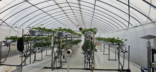 백암제이하우스님의 딸기 · 영농일지 작성글 사진