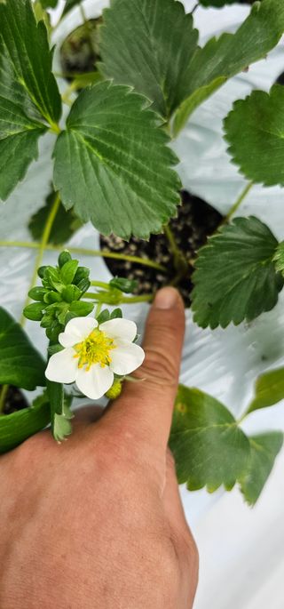 백암제이하우스님의 딸기 · 영농일지 작성글 사진