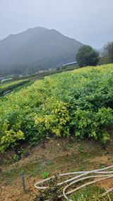 팜모닝 기타작물·영농일지 게시글 이미지