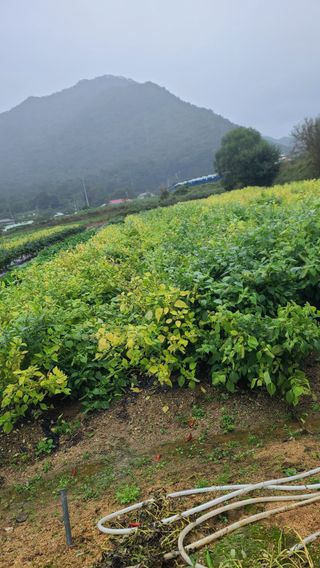 포도14685님의 기타작물 · 영농일지 작성글 사진