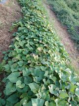 팜모닝 고구마·영농일지 게시글 이미지