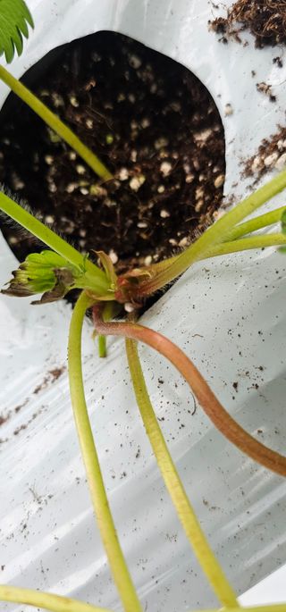 백암제이하우스님의 딸기 · 영농일지 작성글 사진