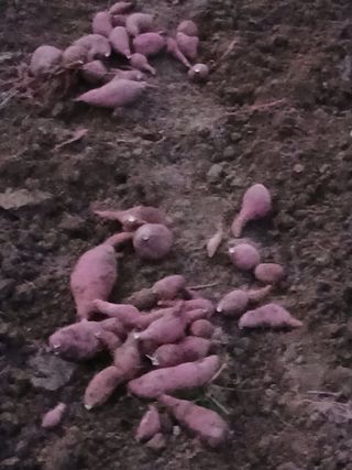 파키드&움메님의 고구마 · 영농일지 작성글 사진