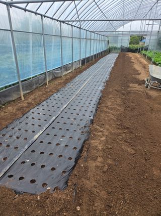 제주농부님의 마늘 · 영농일지 작성글 사진