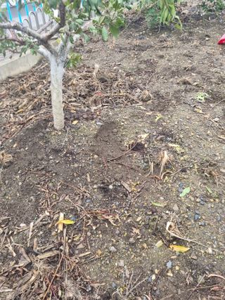 김용대님의 기타작물 · 영농일지 작성글 사진