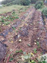 팜모닝 고구마·영농일지 게시글 이미지