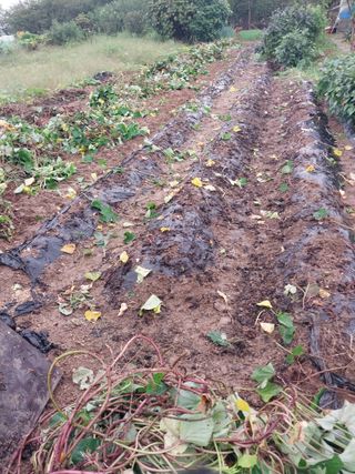 상추20832님의 고구마 · 영농일지 작성글 사진