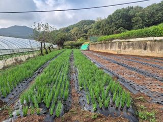 초보농사꾼님의 배추 · 영농일지 작성글 사진