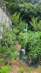 팜모닝 기타작물·영농일지 게시글 이미지