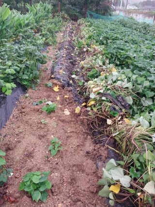 상추20832님의 고구마 · 영농일지 작성글 사진