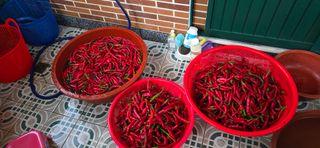 보문거사님의 고추 · 영농일지 작성글 사진