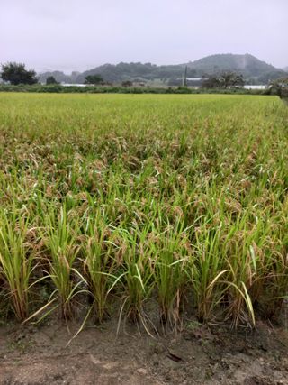 포도7969님의 벼 · 영농일지 작성글 사진