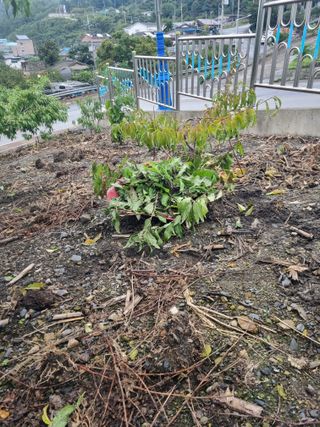 김용대님의 기타작물 · 영농일지 작성글 사진