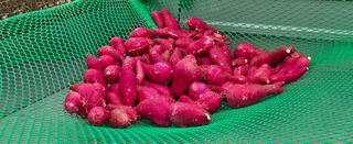 상추22033님의 기타작물 · 영농일지 작성글 사진