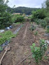 팜모닝 기타작물·영농일지 게시글 이미지