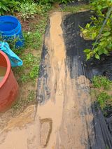 팜모닝 들깨·영농일지 게시글 이미지