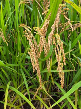 병섭님의 벼 · 영농일지 작성글 사진