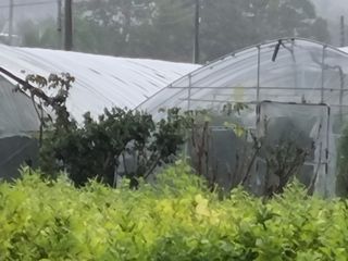 백석읍오산3리조남범님의 복숭아 · 영농일지 작성글 사진