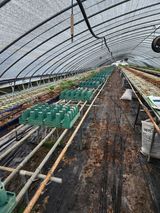 팜모닝 딸기·영농일지 게시글 이미지