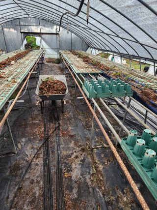 상월딸기 박명근님의 딸기 · 영농일지 작성글 사진