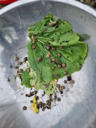 박경선님의 배추 · 영농일지 작성글 사진