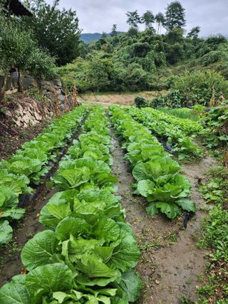 김정기 님의 기타작물 · 영농일지 작성글 사진