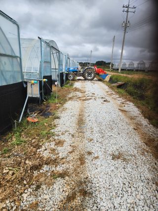 김저팔계님의 파 · 영농일지 작성글 사진