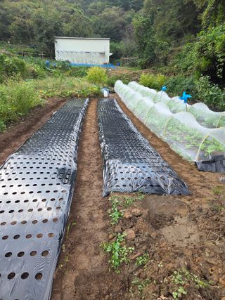 조희빈님의 마늘 · 영농일지 작성글 사진