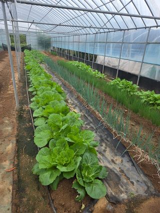 제주농부님의 마늘 · 영농일지 작성글 사진