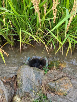 병섭님의 벼 · 영농일지 작성글 사진