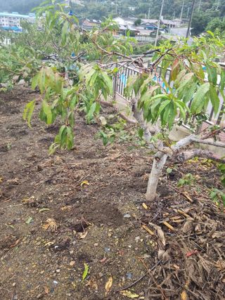 김용대님의 기타작물 · 영농일지 작성글 사진