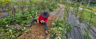 상추22033님의 기타작물 · 영농일지 작성글 사진