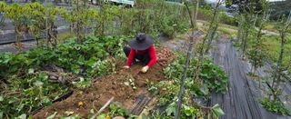 상추22033님의 기타작물 · 영농일지 작성글 사진