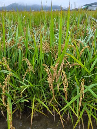 병섭님의 벼 · 영농일지 작성글 사진