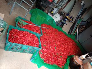 홍순오님의 고추 · 영농일지 작성글 사진