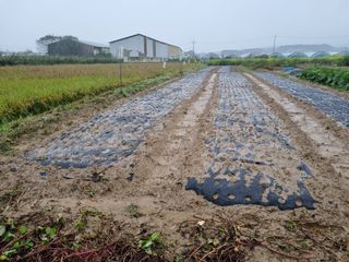 백석읍오산3리조남범님의 마늘 · 영농일지 작성글 사진