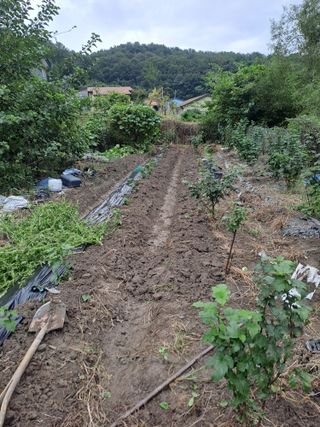 검은눈동자님의 기타작물 · 영농일지 작성글 사진