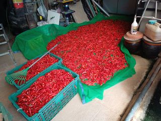 홍순오님의 고추 · 영농일지 작성글 사진